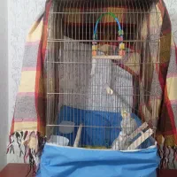 عروس هلندی سرحال ودستی|پرنده|اشتهارد, |دیوار