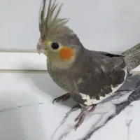 جوجه عروس هلندی ۸ماه تن نخورده|پرنده|تهران, بهارستان|دیوار