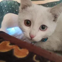 گربه چشم دو رنگ واگذاری|گربه|شیراز, پودنک|دیوار