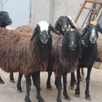 گوسفند جوان آبستن