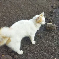 گربه خونگی|گربه|بندر انزلی, نیمه شعبان|دیوار