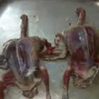 گوشت تازه کبوتر