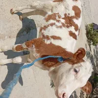 گوساله سمیتال