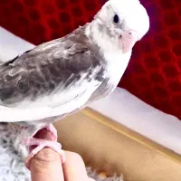 عروس هلندی نر|پرنده|شیراز, شهرک امیر کبیر|دیوار