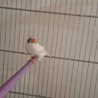 فنچ نرگسی شکلاتی/کینگ/عروس هلندی|پرنده|بهار, |دیوار