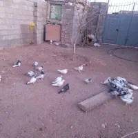 کبوتر خوب|پرنده|گندمان, |دیوار