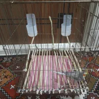 سلام قفس عروس هلندی