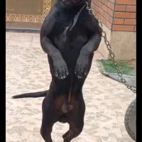 پیتبول اصیل  نگهبان و گارد عالی