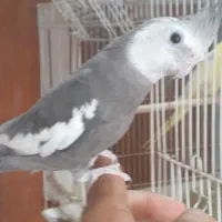 عروس هلندی مولد بندرلنگه|پرنده|بندرلنگه, |دیوار