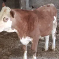 دوراس گوساله نر سیمینتال جنس یک یک آنتیک|حیوانات مزرعه|چگنی, |دیوار