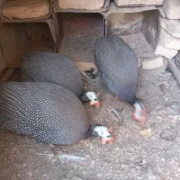 مرغ شاخ دار