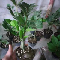 گل زامیفولیا زام زاموفیلیا هدیه کادویی|گل و گیاه طبیعی|مشهد, هنرور|دیوار