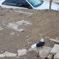 کبوتر|پرنده|کوهدشت, |دیوار