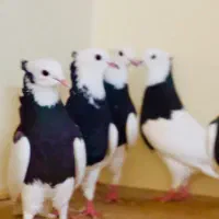 کبوتر سینه و طوقی