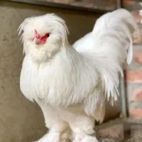 تخم مرغ نطفه دار گلین،رسمی