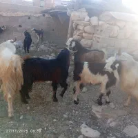 کهرهنروپازنموجوده|حیوانات مزرعه|جم, |دیوار