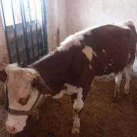 گوساله سمینتال