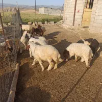 برە نر صادراتی ،،