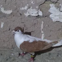چپ زرد کاکلی پرشی