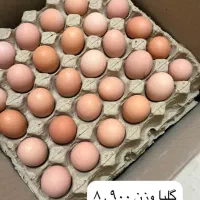 تخم مرغ بومی گلپایگانی .عمده،جزئی ،نیسان|خوردنی و آشامیدنی|پیر بکران, |دیوار