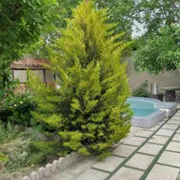 اجاره باغ ویلا