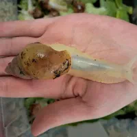 حلزون های طبی و درمانی