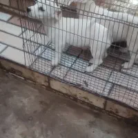 سگ،شیتزو پامر|سگ|بم, |دیوار