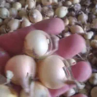 نشاء و غده پیاز|خدمات باغبانی و درختکاری|منوجان, |دیوار