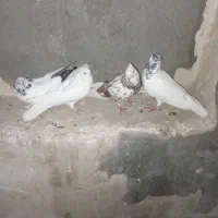 4 کفتر معاوضه با مرغ محلی