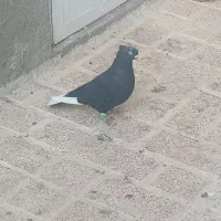 قاراسیاه ماده کاکلی