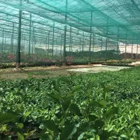 تنها تولیدکننده تور سایبان استاندارد سبز مشکی آبی|عمدهفروشی|محلات, |دیوار