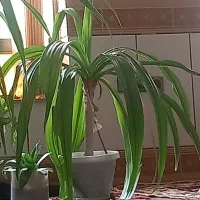 دوعدد گل|گل و گیاه طبیعی|خانمیرزا, |دیوار