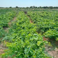 فروش نهال انگور