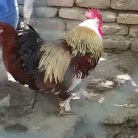 دو عدد خروس جوان