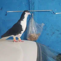 کبوتر|پرنده|قزوین, |دیوار