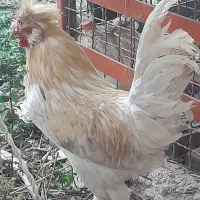 خروس