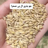جو بذری و گندم بذری|خدمات باغبانی و درختکاری|علیآباد کتول, |دیوار
