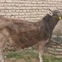 گوساله نر برآن سویس اصیل ۱۵۰م مقطوع اذرسا