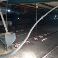 اجاره مرغداری ۱۸ هزار و پانصد قطعه ای