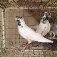 کبوتر پرشی سو قدیم