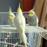 قفس پرنده و عروس هلندی