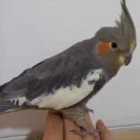 یک جفت عروس هلندی رام و دستی|پرنده|سپیدان, |دیوار