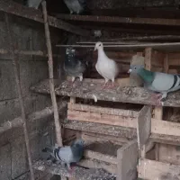 فروش کبوتر مسافتی