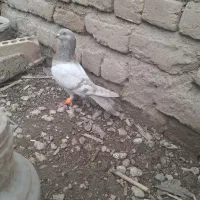 کبوتر سار ابریشمی پرشی