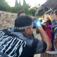 اسب دامپزشک تخصصی