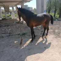 اسب