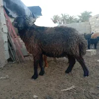 قوچ