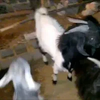 ۴تا کهره چپش برای برزی وبرای کشت چاق|حیوانات مزرعه|فورگ, |دیوار