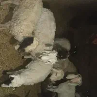 گوسفند فروشی