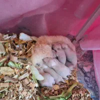 همستر سوری زیبا کرم رنگ فروش فوری|موش و خرگوش|مشهد, نرگس (شهرک غرب)|دیوار